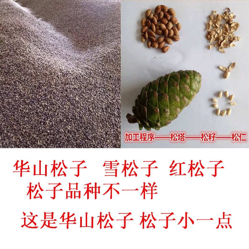 华山松子宠物松鼠雪地金华主粮大眼飞鼠粮食补充微量元素松子