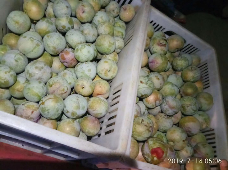 芙蓉李，红心李，口感佳，货量足！