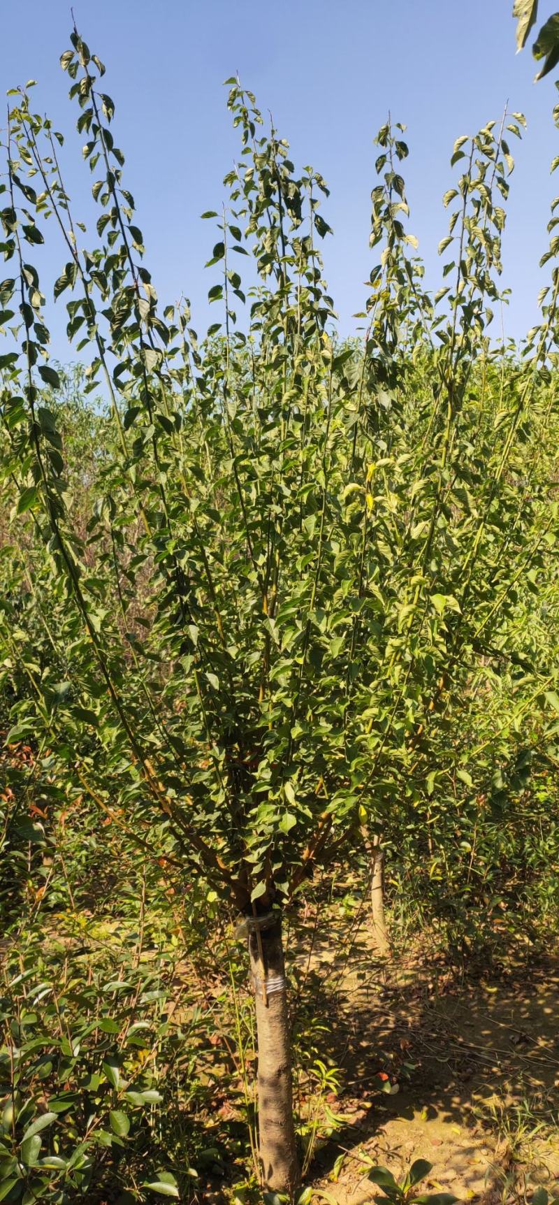 红梅基地供应红梅1-15公分红梅树形优美现挖现卖
