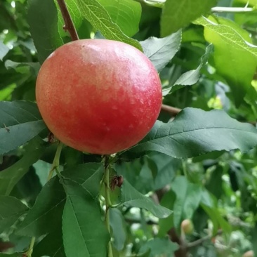 大荔杏，桃甜瓜，樱桃