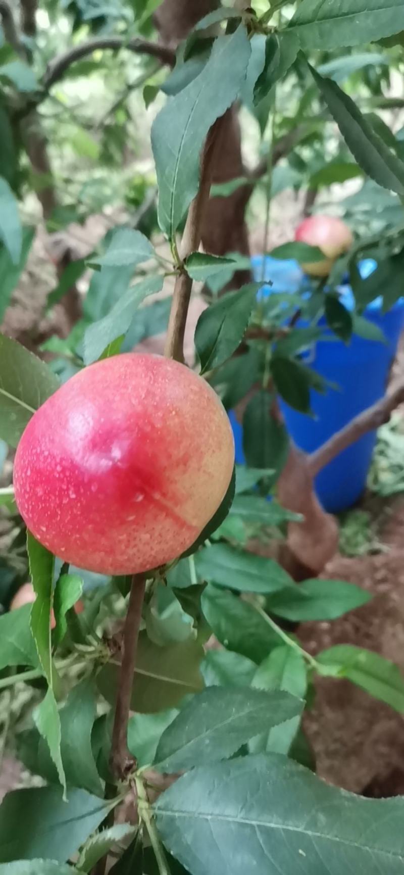 大荔杏，桃甜瓜，樱桃