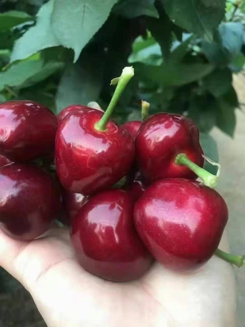 大荔杏，桃甜瓜，樱桃