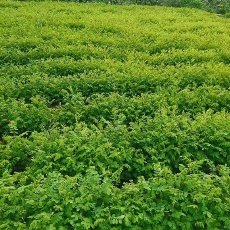 【牛商推荐】刺槐小苗绿化护坡槐树，欢迎洽谈合作。