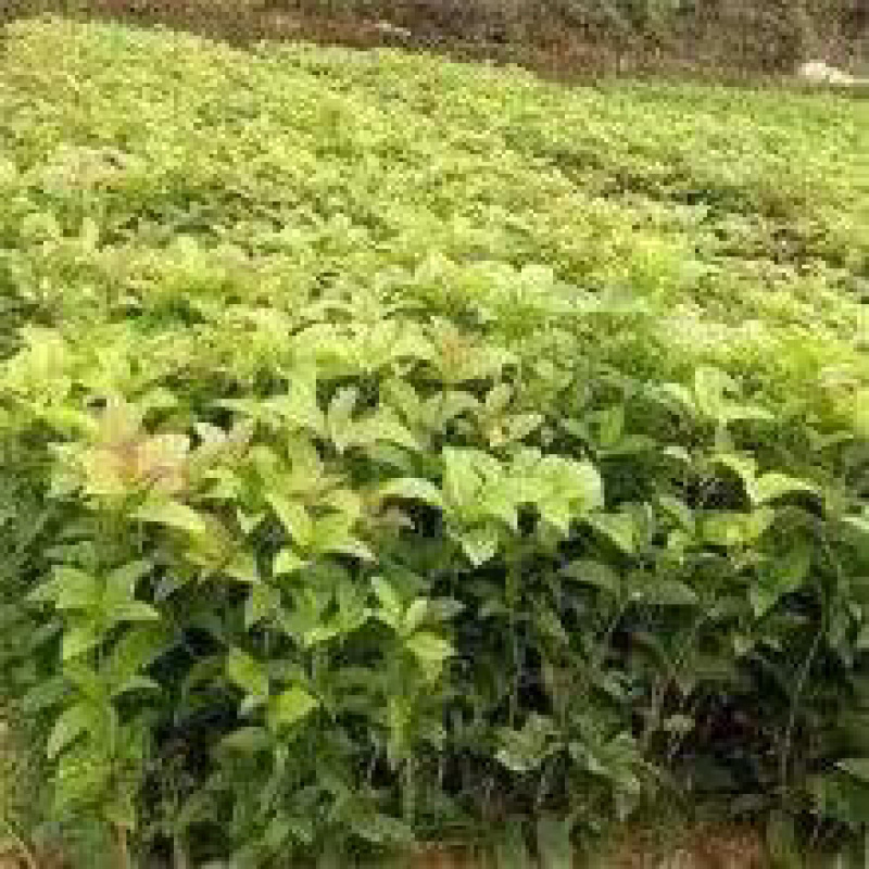 桂花树（木地品种金桂）土地到期，低价处理