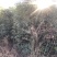 桂花树（木地品种金桂）土地到期，低价处理