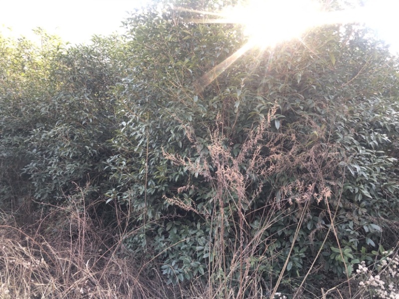 桂花树（木地品种金桂）土地到期，低价处理