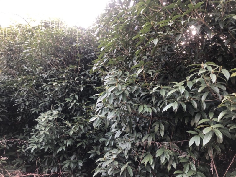 桂花树（木地品种金桂）土地到期，低价处理