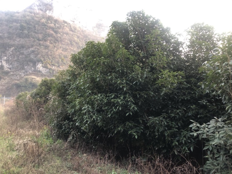 桂花树（木地品种金桂）土地到期，低价处理