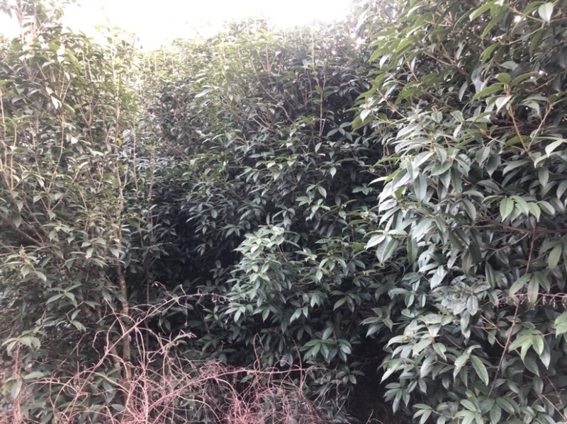 桂花树（木地品种金桂）土地到期，低价处理