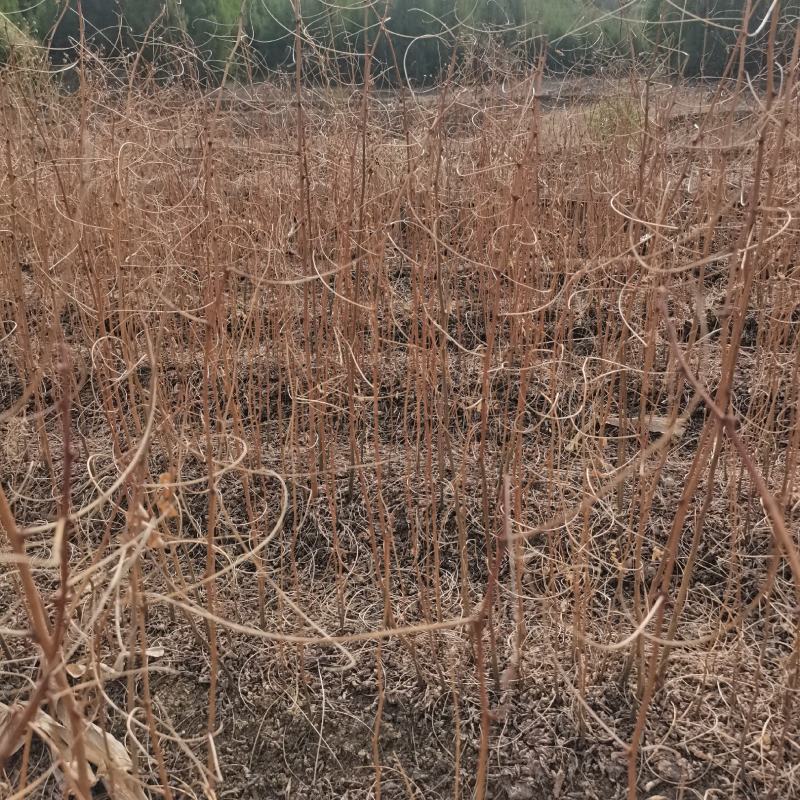 【牛商推荐】刺槐小苗绿化护坡槐树，欢迎洽谈合作。