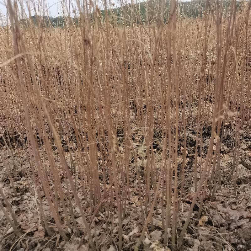 【牛商推荐】刺槐小苗绿化护坡槐树，欢迎洽谈合作。
