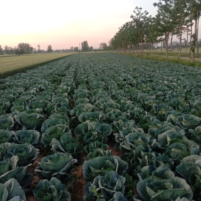 商丘市睢阳区，圆包菜，奇宝甘蓝，包地大户，品质好价格优