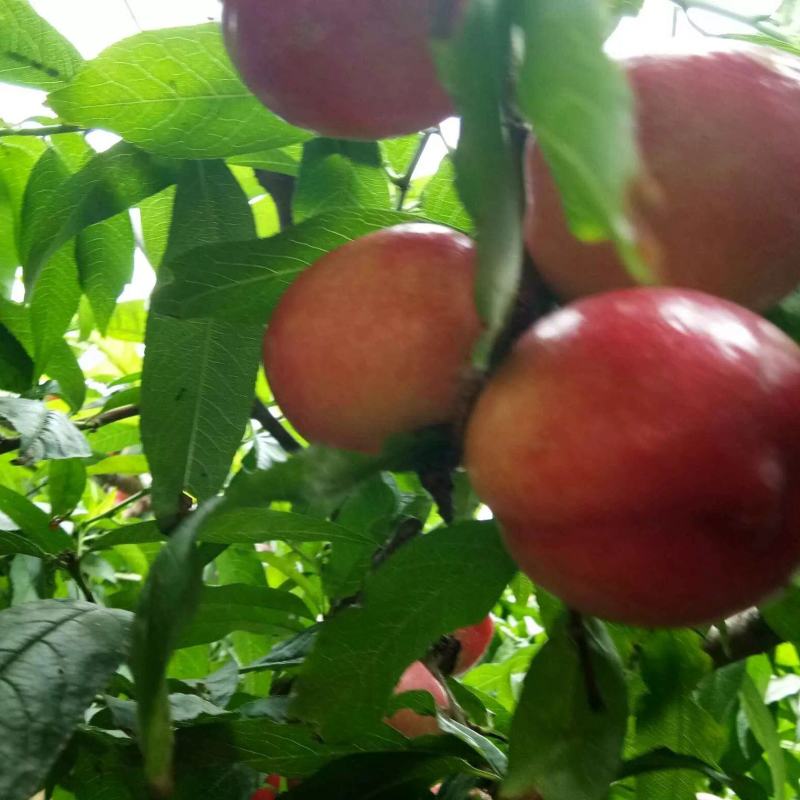 油桃中油5
