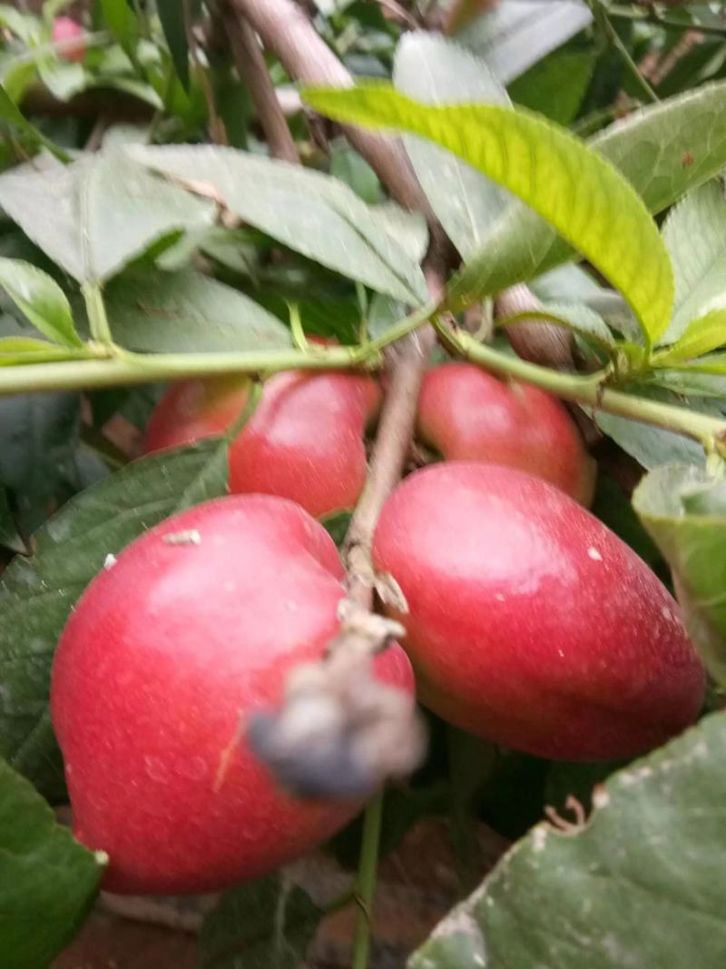油桃中油5