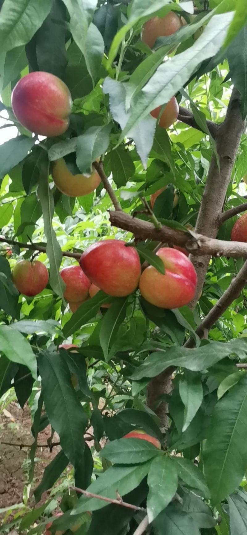 油桃中油5