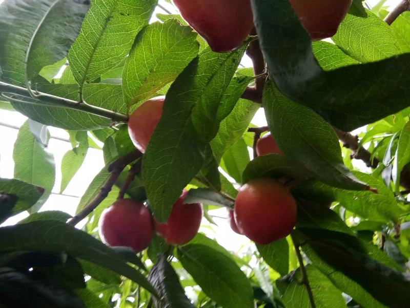 油桃中油5