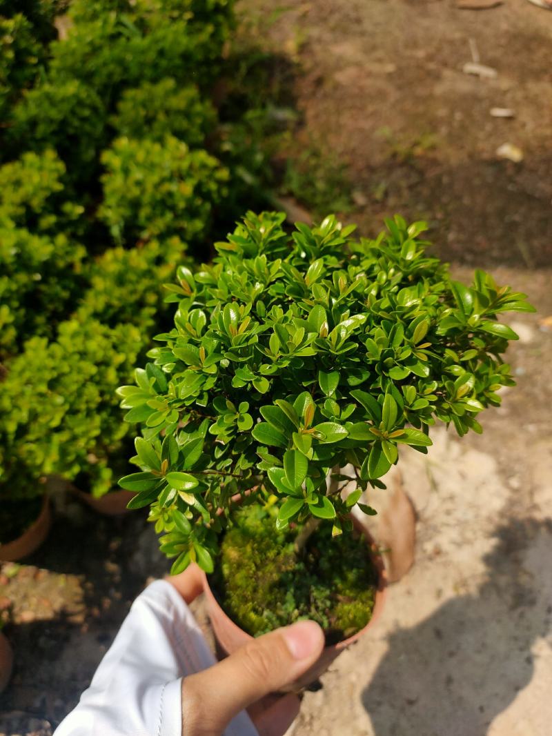 小叶赤楠量大价优可零售