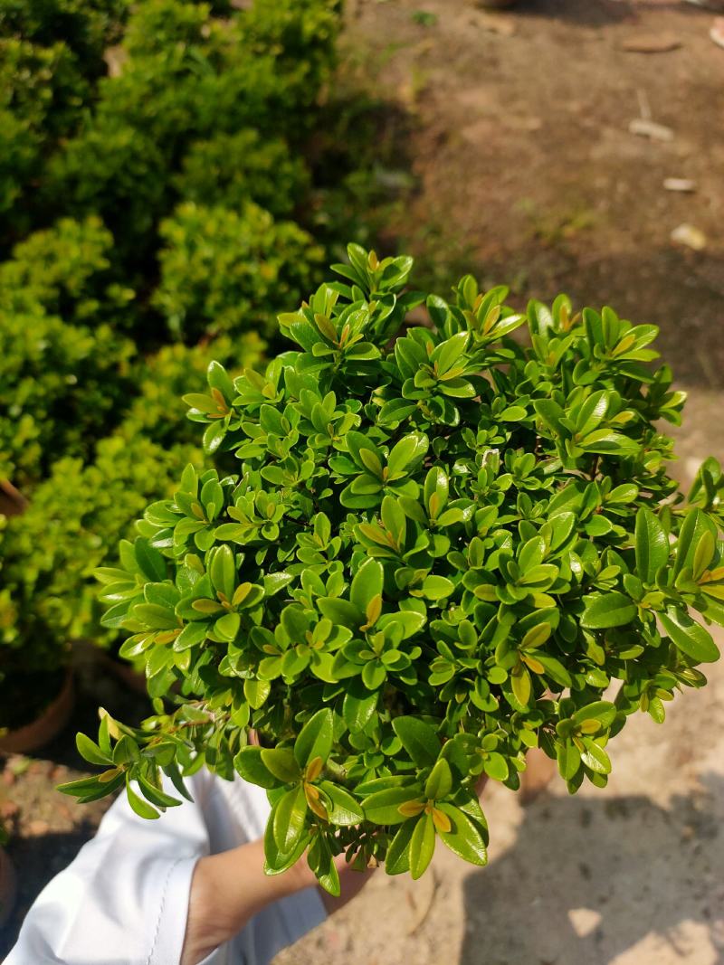 小叶赤楠量大价优可零售