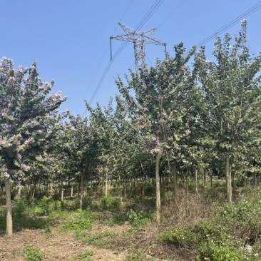 精品宫粉紫荆10-13公分800株精品好货