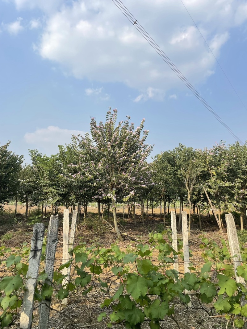 精品宫粉紫荆10-13公分800株精品好货
