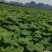 广西柳州莲藕基地，莲藕，藕尖，藕牙，大量上市，欢迎老板
