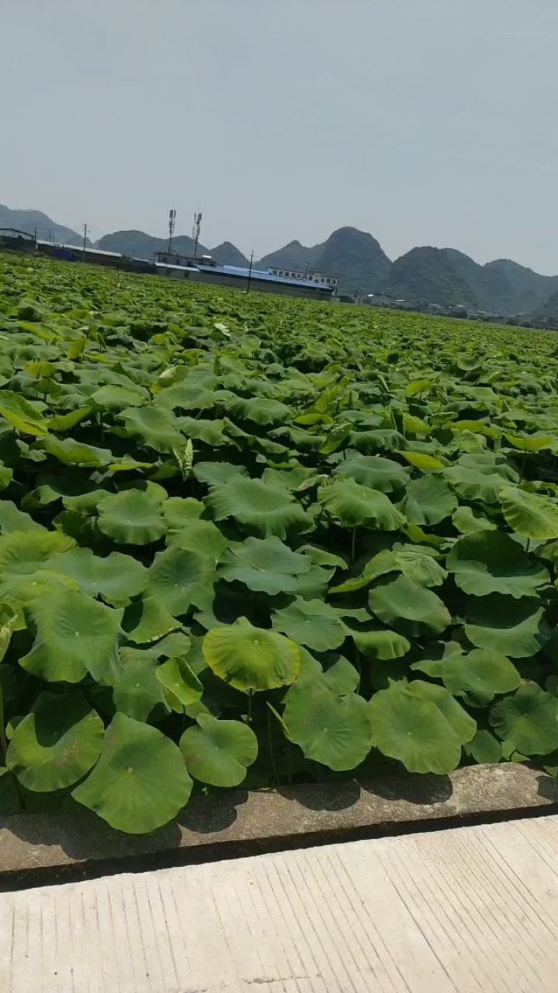 广西柳州莲藕基地，莲藕，藕尖，藕牙，大量上市，欢迎老板