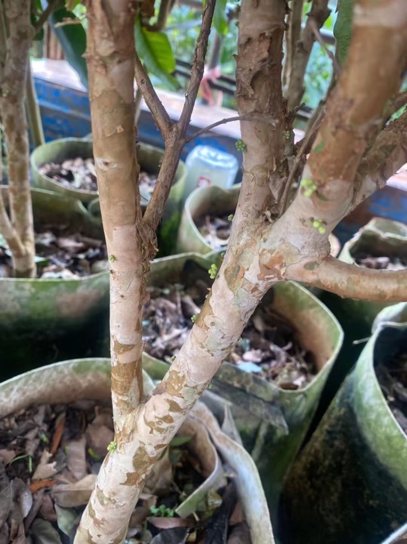 四季艾斯卡嘉宝果苗，常年开花挂果，果实为红色，基地直发