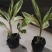 花叶良姜福建漳浦花叶良姜自家苗圃种植基地长期供应大小规格