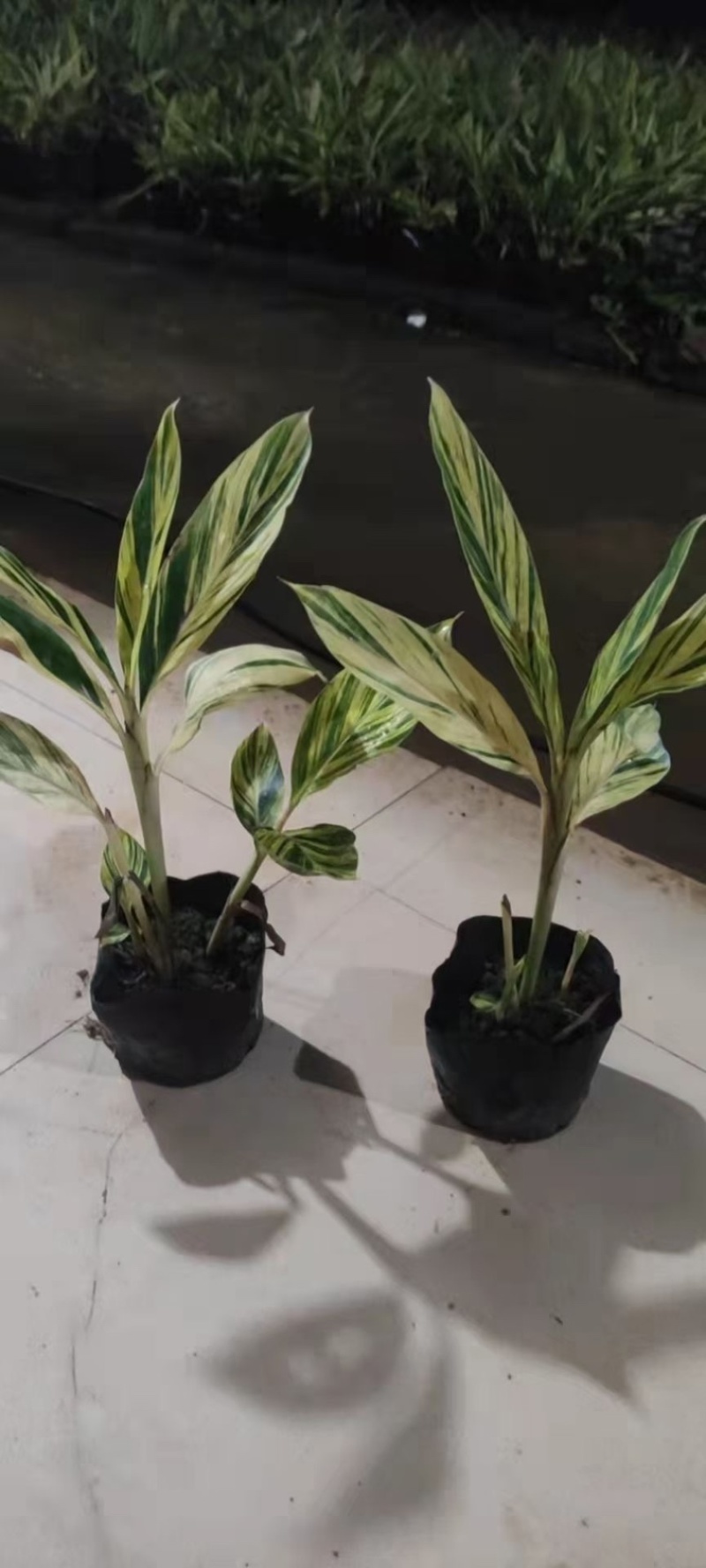 花叶良姜福建漳浦花叶良姜自家苗圃种植基地长期供应大小规格