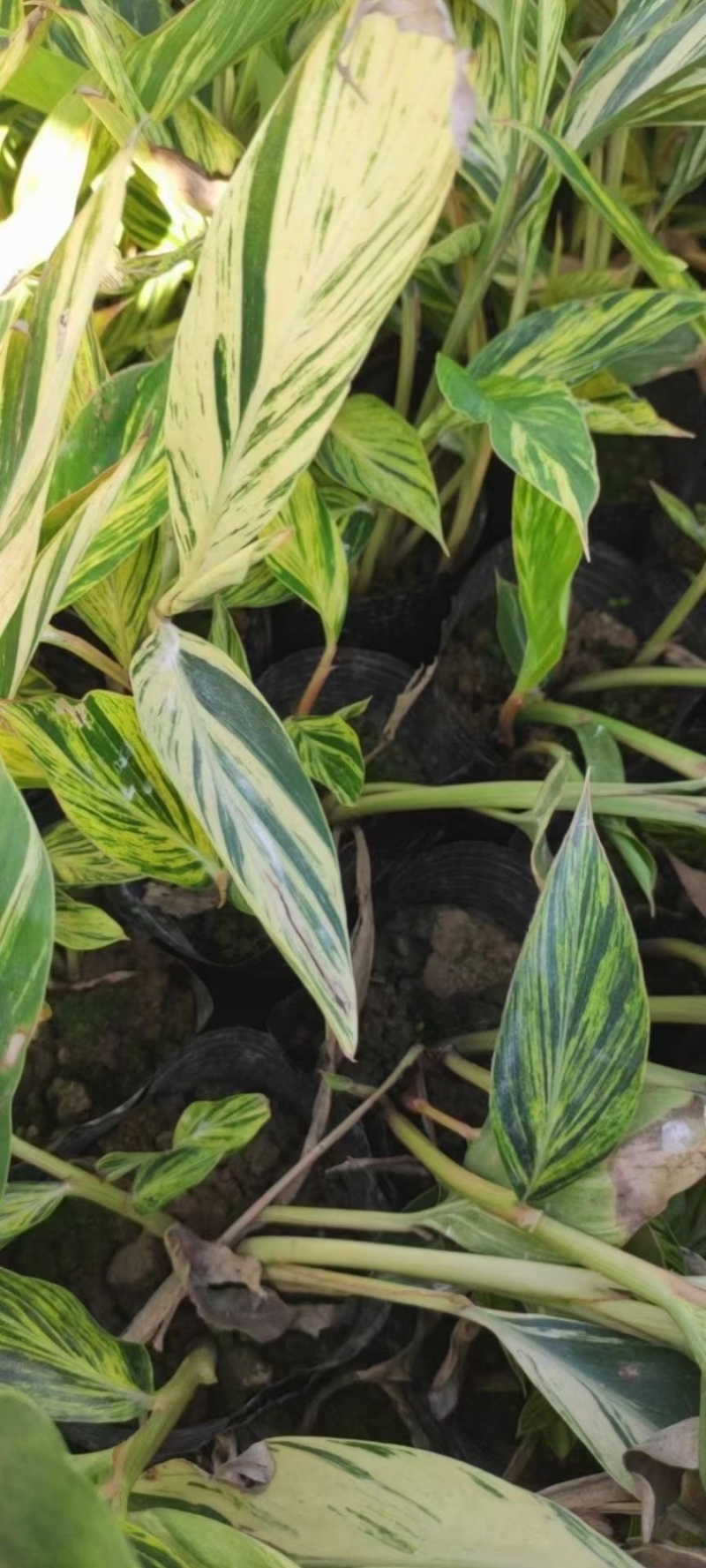 花叶良姜福建漳浦花叶良姜自家苗圃种植基地长期供应大小规格