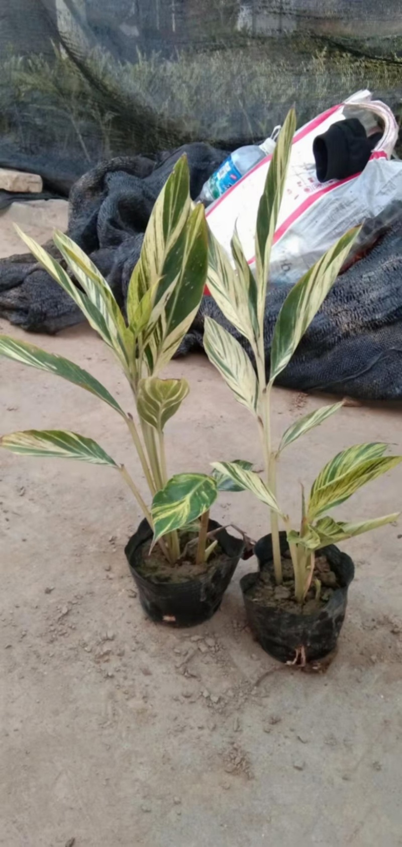 花叶良姜福建漳浦花叶良姜自家苗圃种植基地长期供应大小规格