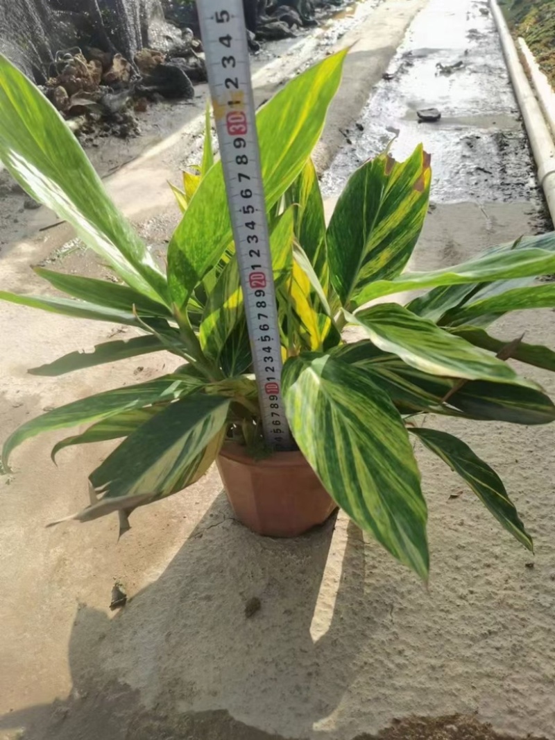 花叶良姜福建漳浦花叶良姜自家苗圃种植基地长期供应大小规格