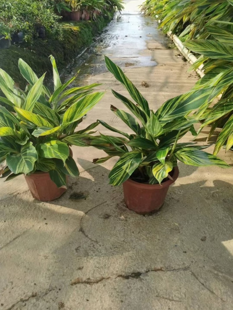 花叶良姜福建漳浦花叶良姜自家苗圃种植基地长期供应大小规格