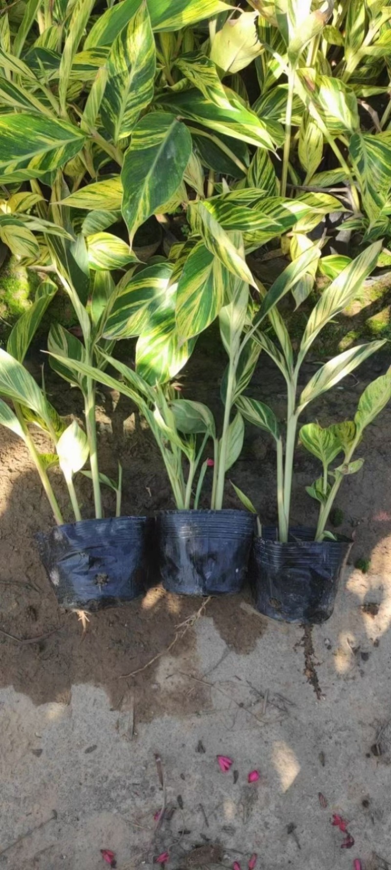 花叶良姜福建漳浦花叶良姜自家苗圃种植基地长期供应大小规格
