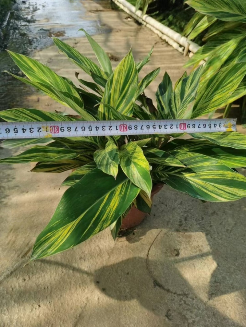 花叶良姜福建漳浦花叶良姜自家苗圃种植基地长期供应大小规格