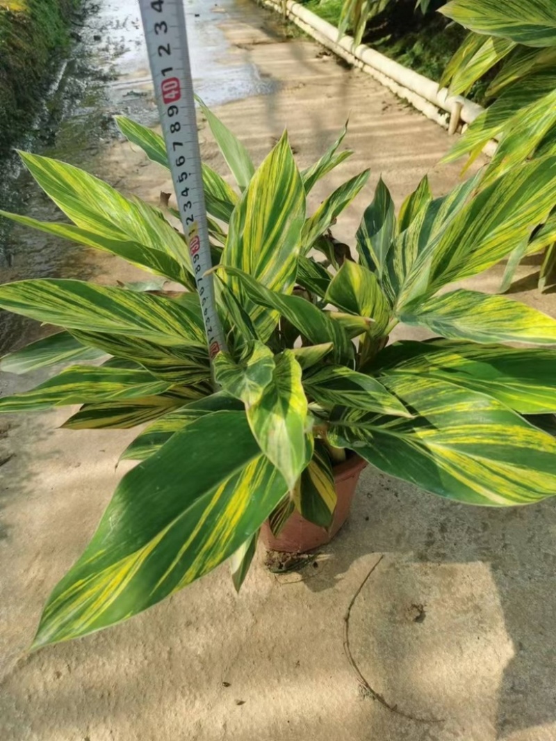 花叶良姜福建漳浦花叶良姜自家苗圃种植基地长期供应大小规格