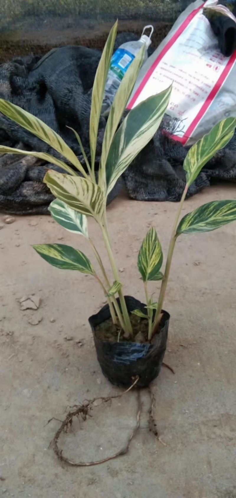 花叶良姜福建漳浦花叶良姜自家苗圃种植基地长期供应大小规格