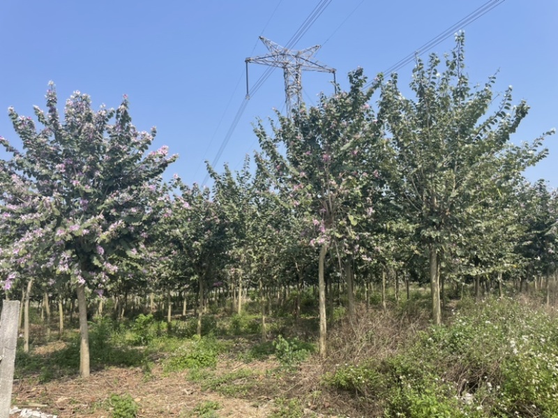 精品宫粉紫荆10-13公分800株精品好货