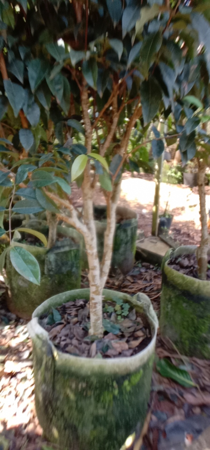 四季艾斯卡嘉宝果苗，常年开花挂果，果实为红色，基地直发