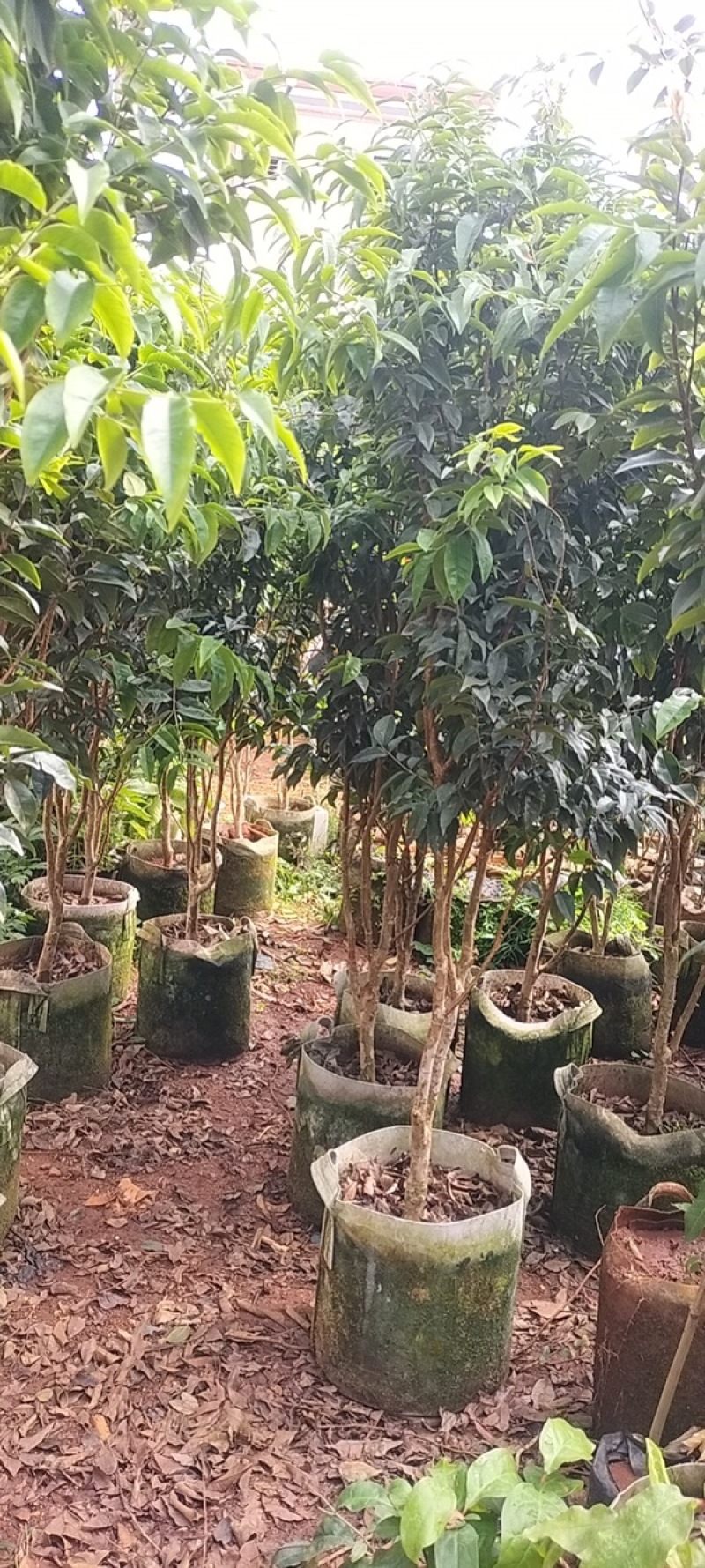 四季艾斯卡嘉宝果苗，常年开花挂果，果实为红色，基地直发