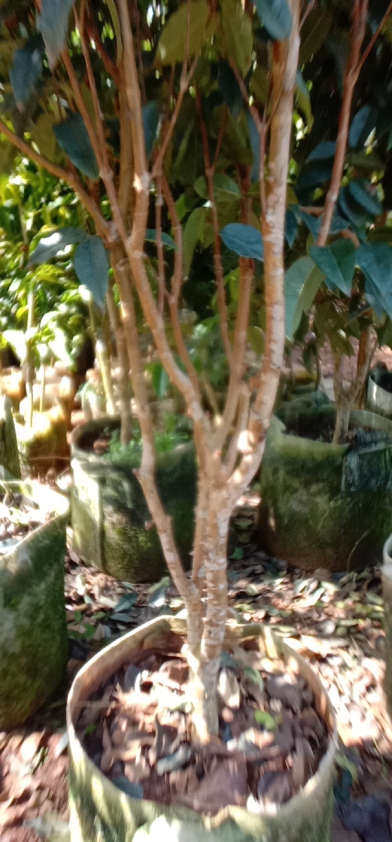 四季艾斯卡嘉宝果苗，常年开花挂果，果实为红色，基地直发