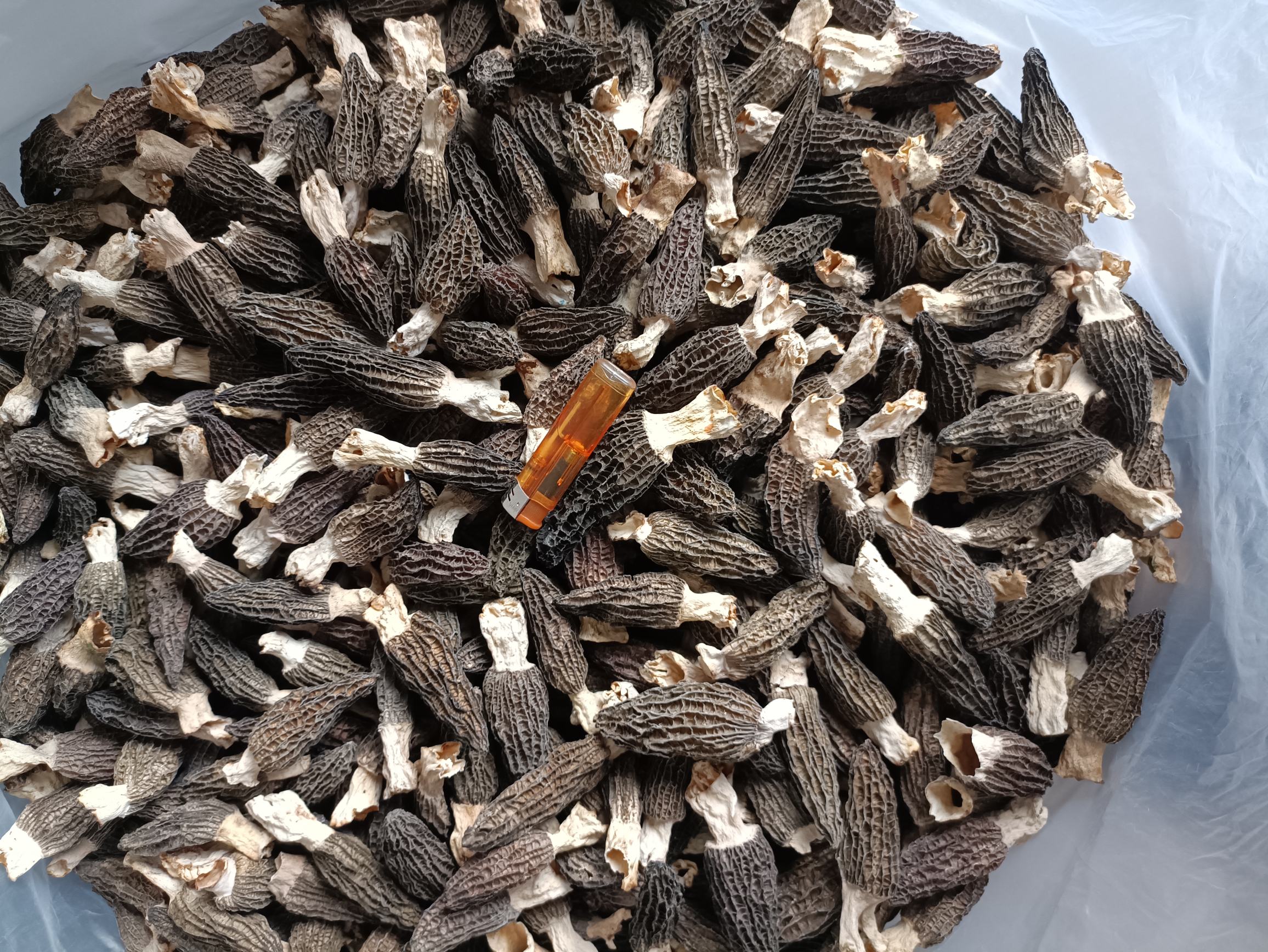 展示新鲜羊肚菌与干制羊肚菌的外观差异,便于消费者识别 羊肚菌干品与鲜品对比图