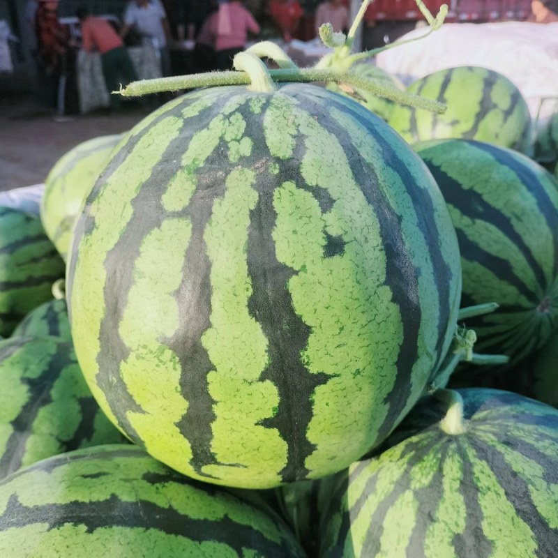 安徽美都西瓜，头茬鲜瓜，含糖量高，九成熟，保证质量
