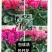 仙客来小苗盆栽花卉植物。5颗一组小苗偏远不包邮