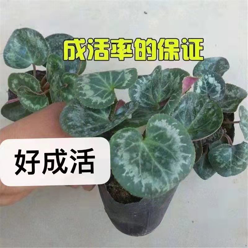 仙客来小苗盆栽花卉植物。5颗一组小苗偏远不包邮