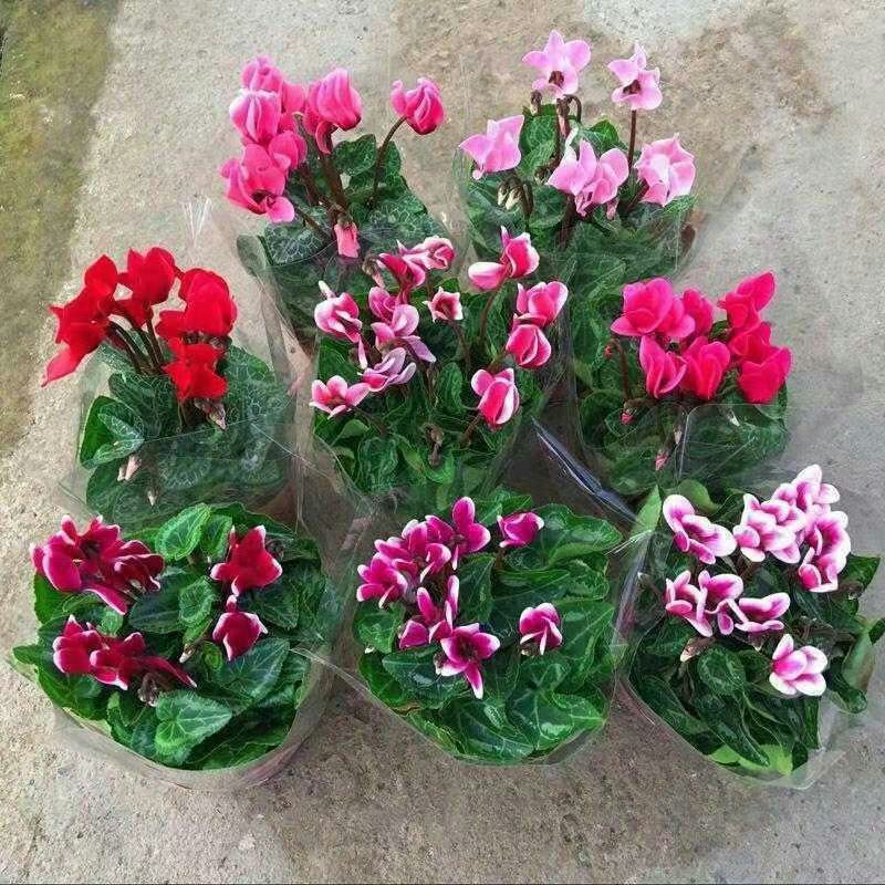 仙客来小苗盆栽花卉植物。5颗一组小苗偏远不包邮
