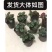 仙客来小苗盆栽花卉植物。5颗一组小苗偏远不包邮