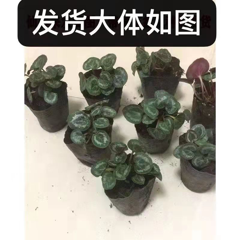 仙客来小苗盆栽花卉植物。5颗一组小苗偏远不包邮