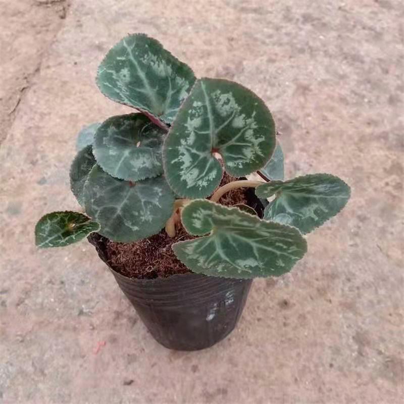 仙客来小苗盆栽花卉植物。5颗一组小苗偏远不包邮
