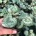 仙客来小苗盆栽花卉植物。5颗一组小苗偏远不包邮